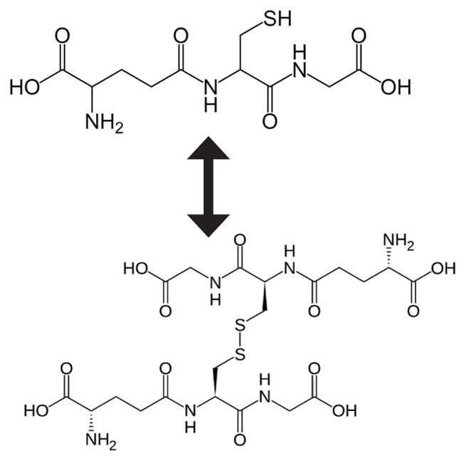 longjax urycoma longifolia jack extract