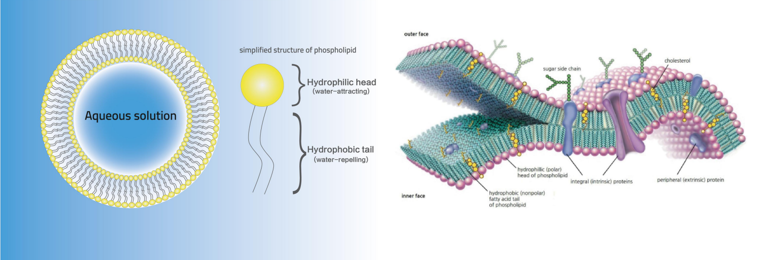 liposomal mean