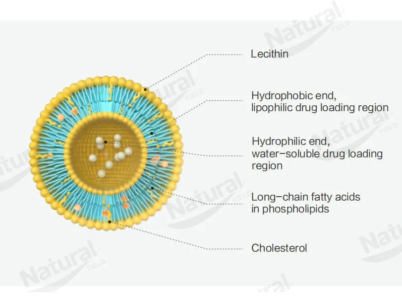 Market Status and Trends of Liposomes