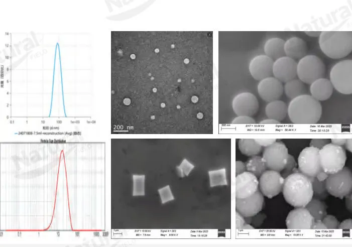 How to distinguish the authenticity of liposomes?