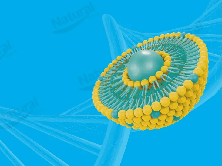 How to Select High-Quality Liposome Suppliers